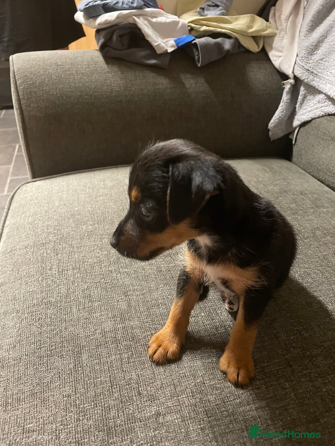 Jack Russell dogs for sale: 10 week old female Jack Russell pup - Image 2