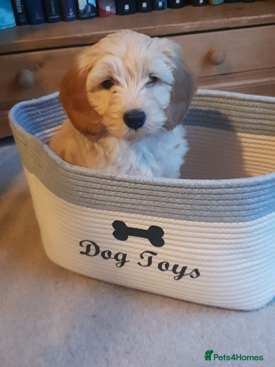 Cavapoo dogs for sale: Top Class Extensively tested Toy Cavapoo pups - Advert 30