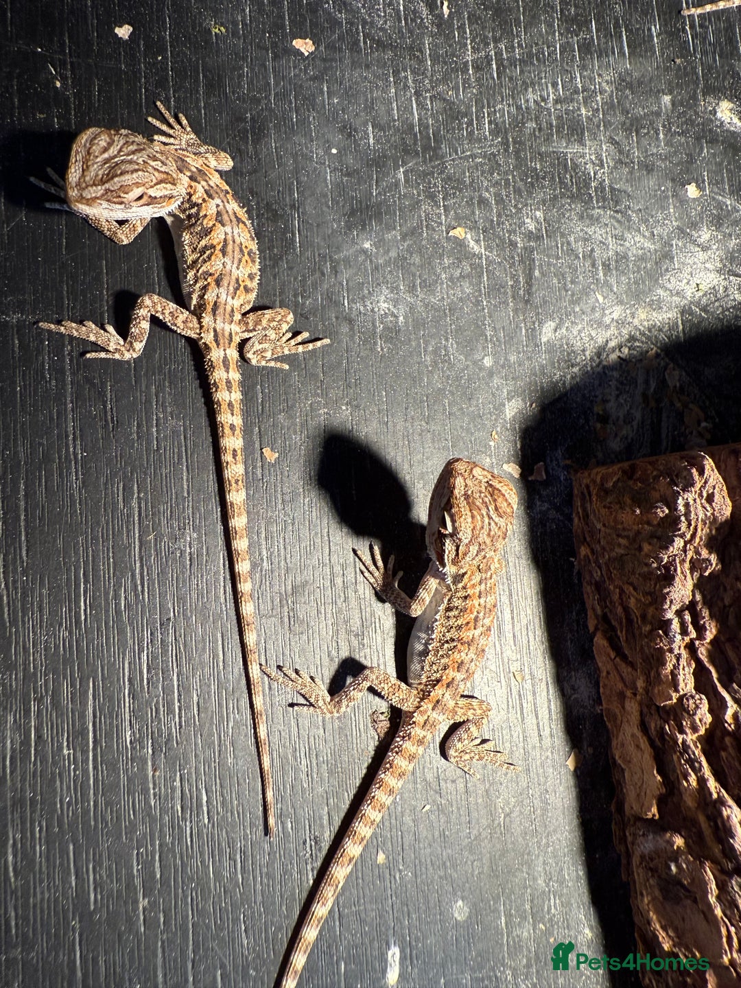 Bearded Dragon reptiles for sale: Bearded Dragon Babies - Image 4