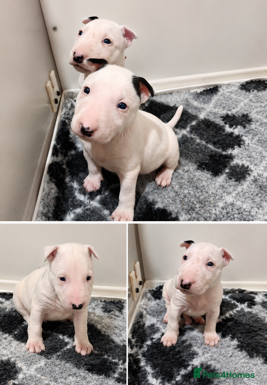 English Bull Terrier dogs Stunning english bull terrier pups - Advert 9