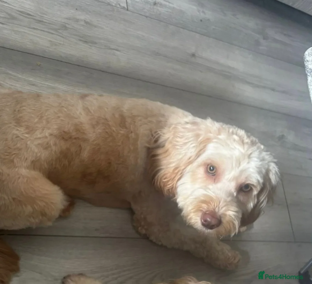 Cockapoo dogs for sale: Home Raised Stunning Cockapoo Puppies  in Clydebank - Advert 1