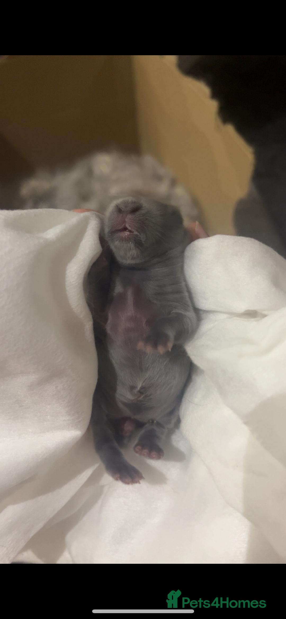 French Lop rabbits for sale: Giant French lop rabbits  - Image 24