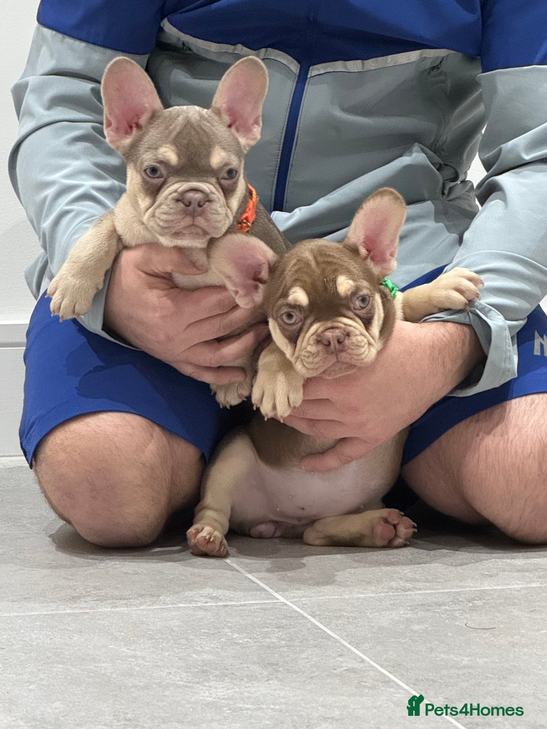French Bulldog dogs for sale: French bulldog  - Advert 6