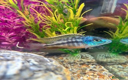 Cichlids fish for sale: Malawi cichlids  - Image 3