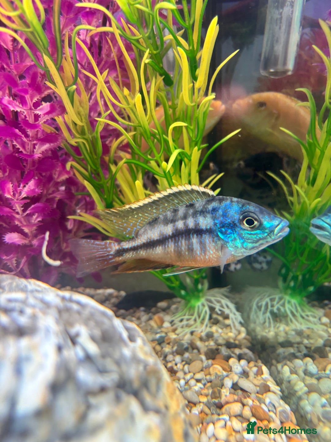 Cichlids fish for sale: Malawi cichlids  - Image 3