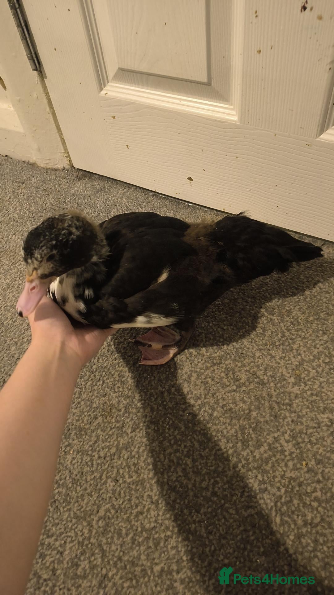 Ducks poultry for sale: Muscovy duckling just over 2 months old - Advert 1