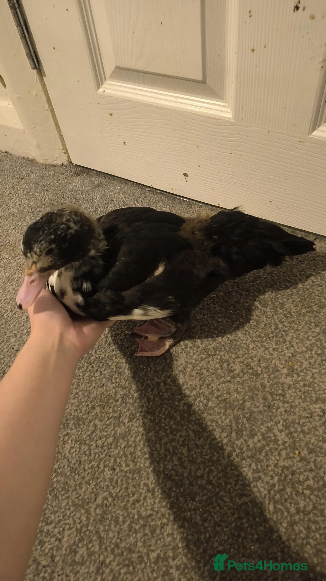 Ducks poultry for sale: Muscovy duckling just over 2 months old in Leeds - Advert 1