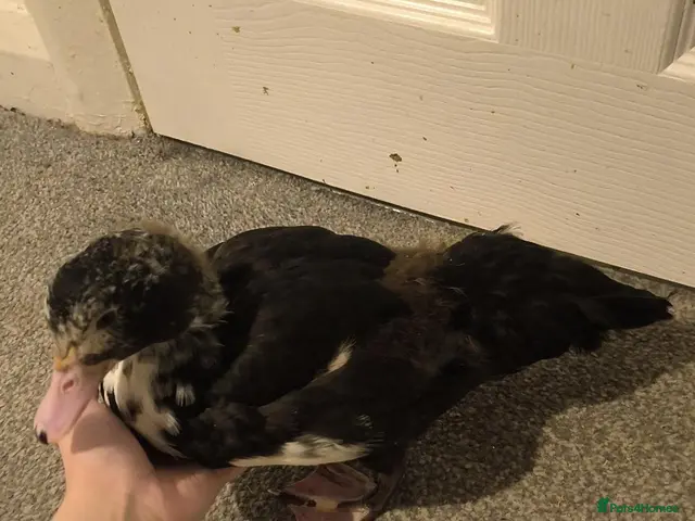 Ducks poultry for sale: Muscovy duckling just over 2 months old - Advert 1