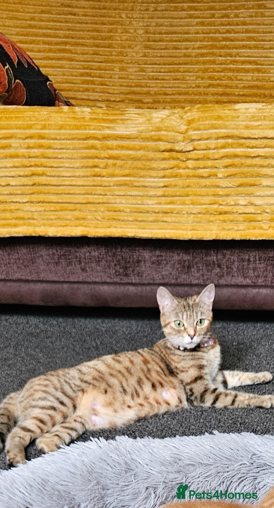 Bengal cats Bengal Kittens - Advert 1