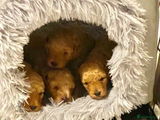 Poochon dogs - Advert 1