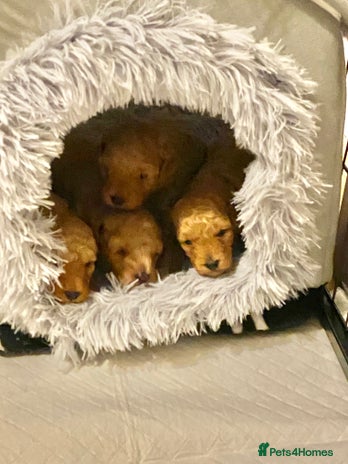 Poochon dogs - Advert 1