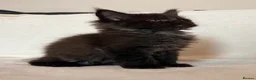 Maine Coon cats for sale: READY NOW🐾STUNNING GCCF REGISTERED MC KITTENS🐾 - Advert 27
