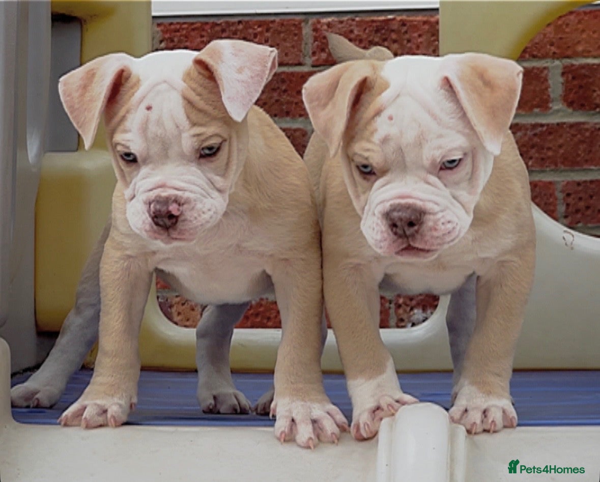 Old Tyme Bulldog dogs Trusted breeder of 24 years  - Advert 13