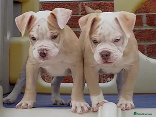 Old Tyme Bulldog dogs Trusted breeder of 24 years - Advert 13