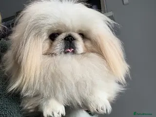 Pekingese dogs Pekingese puppy - Advert 6