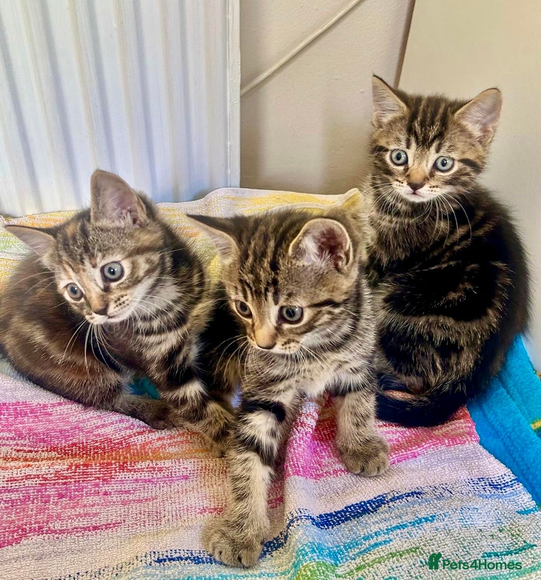 Mixed Breed cats for sale: 🐾 Adorable Tabby Kittens Looking for Their Homes! - Image 4