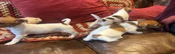 Jack Russell dogs for sale: 3 beautiful Jack Russel girls  - Advert 5