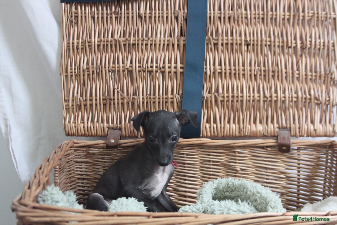 Italian Greyhound dogs for sale: Beautiful Italian greyhound puppies  - Image 31