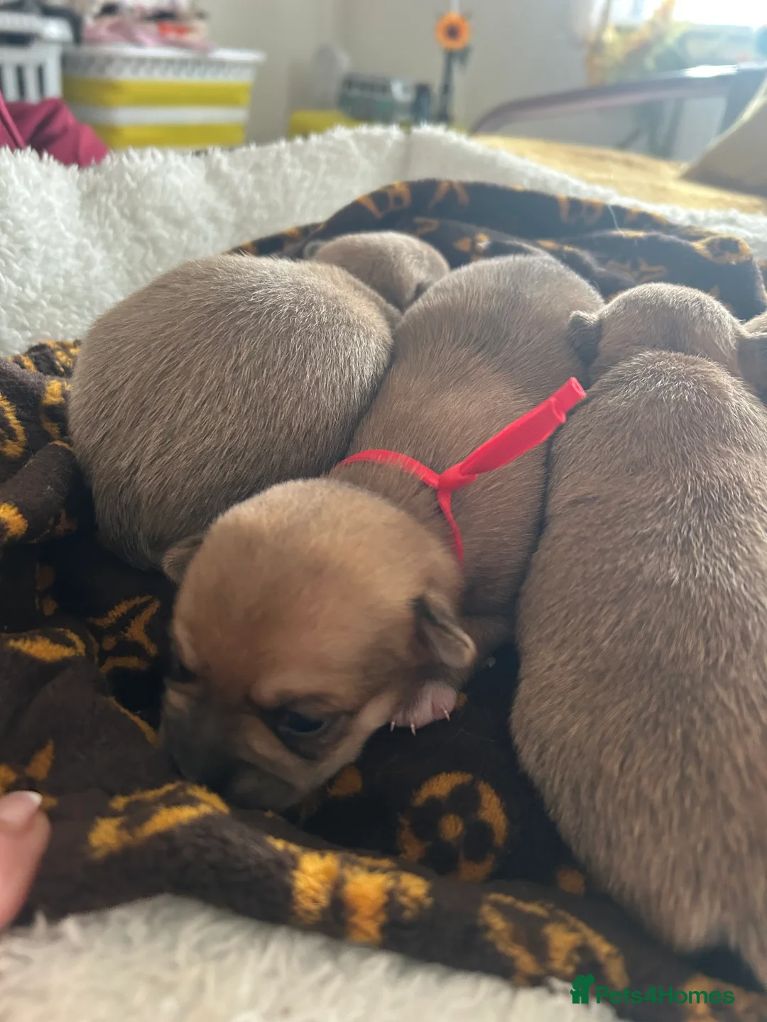 Pomchi dogs for sale: Beautiful Pomchi girls - Advert 7