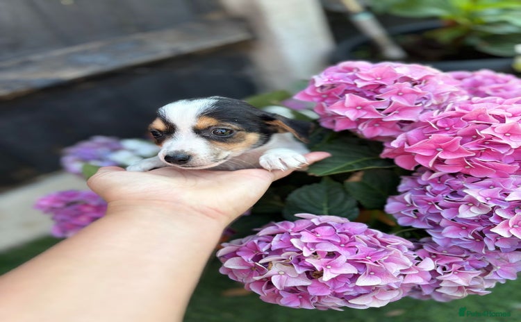 Jack Russell dogs - Advert 1