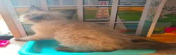 Ragdoll cats for sale: 2 beautiful fluffy ragdoll kittens - Advert 19