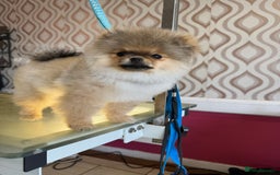 Pomeranian dogs for sale: Last female teddy face Pomeranian  - Image 18
