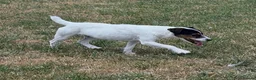 Jack Russell dogs for sale: Young female JRT for sale - Advert 4