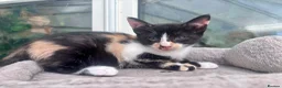 Mixed Breed cats for sale: Beautiful part Siamese kittens 🐾  - Advert 4