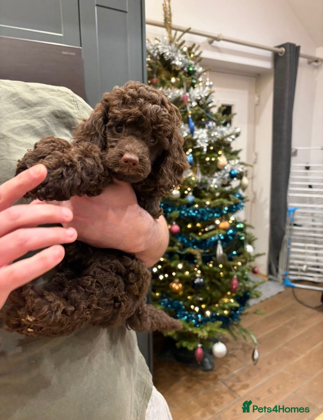 Miniature Poodle dogs for sale: 2 Boys left-KC Registered.Ready to leave next week - Advert 4