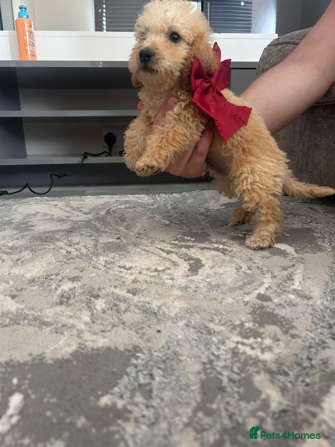 Jackapoo dogs for sale: Cream jackapoos f1b short legged  - Image 15