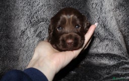 Cocker Spaniel dogs for sale: Beautiful KC reg Cocker Spaniel Pups - Image 9