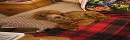 Cockapoo dogs for sale: F1B Cockapoo Puppies - Advert 13