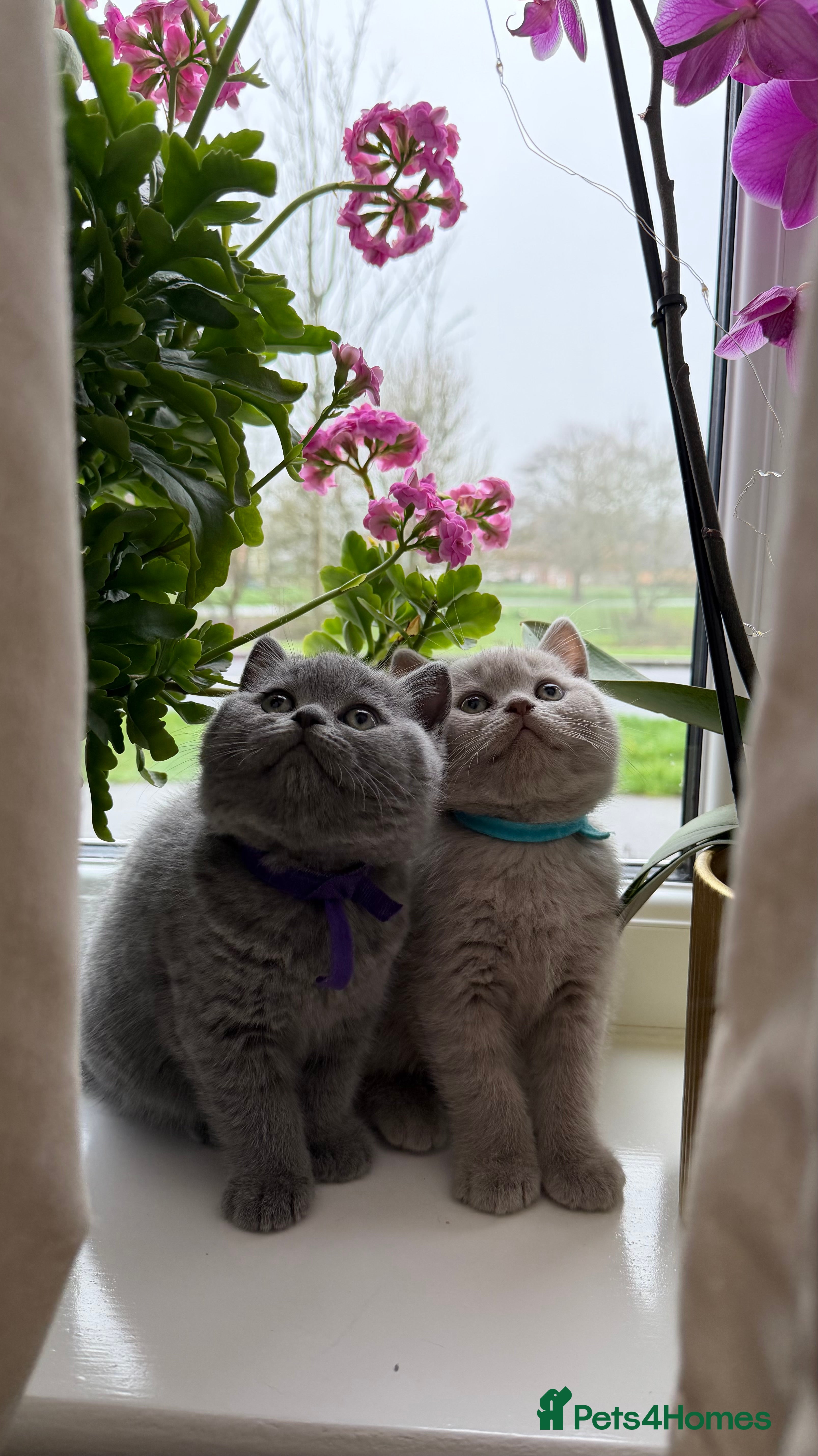 British Shorthair cats Beautiful British Shorthair kittens   - Advert 3