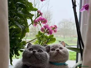 British Shorthair cats Beautiful British Shorthair kittens - Advert 1