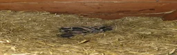 Ferret rodents for sale: Baby SKUNKS for sale - girls and boys available - Advert 15