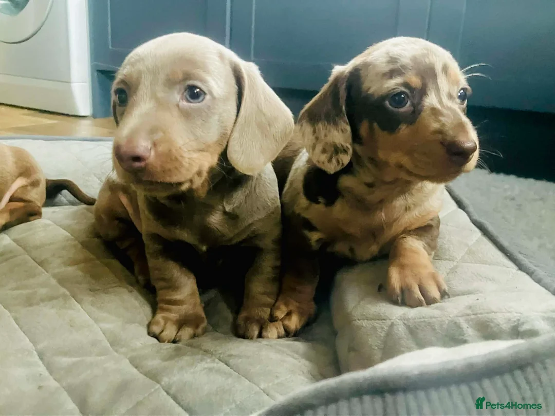 Miniature Dachshund dogs for sale: PRA Cord 1, DM, OI Clear Miniature Dachshund Pups - Advert 13