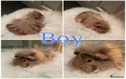 Guinea Pig rodents for sale: Baby Guinea Pig For Sale Lunkarya/Sheltie Mix - Advert 3