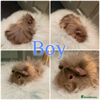 Guinea Pig rodents Baby Guinea Pig For Sale Lunkarya/Sheltie Mix - Advert 4
