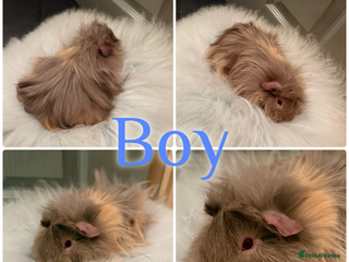 Guinea Pig rodents Baby Guinea Pig For Sale 1 Boy Left - Advert 4