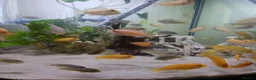 Cichlids fish for sale: African cichlids  - Advert 9