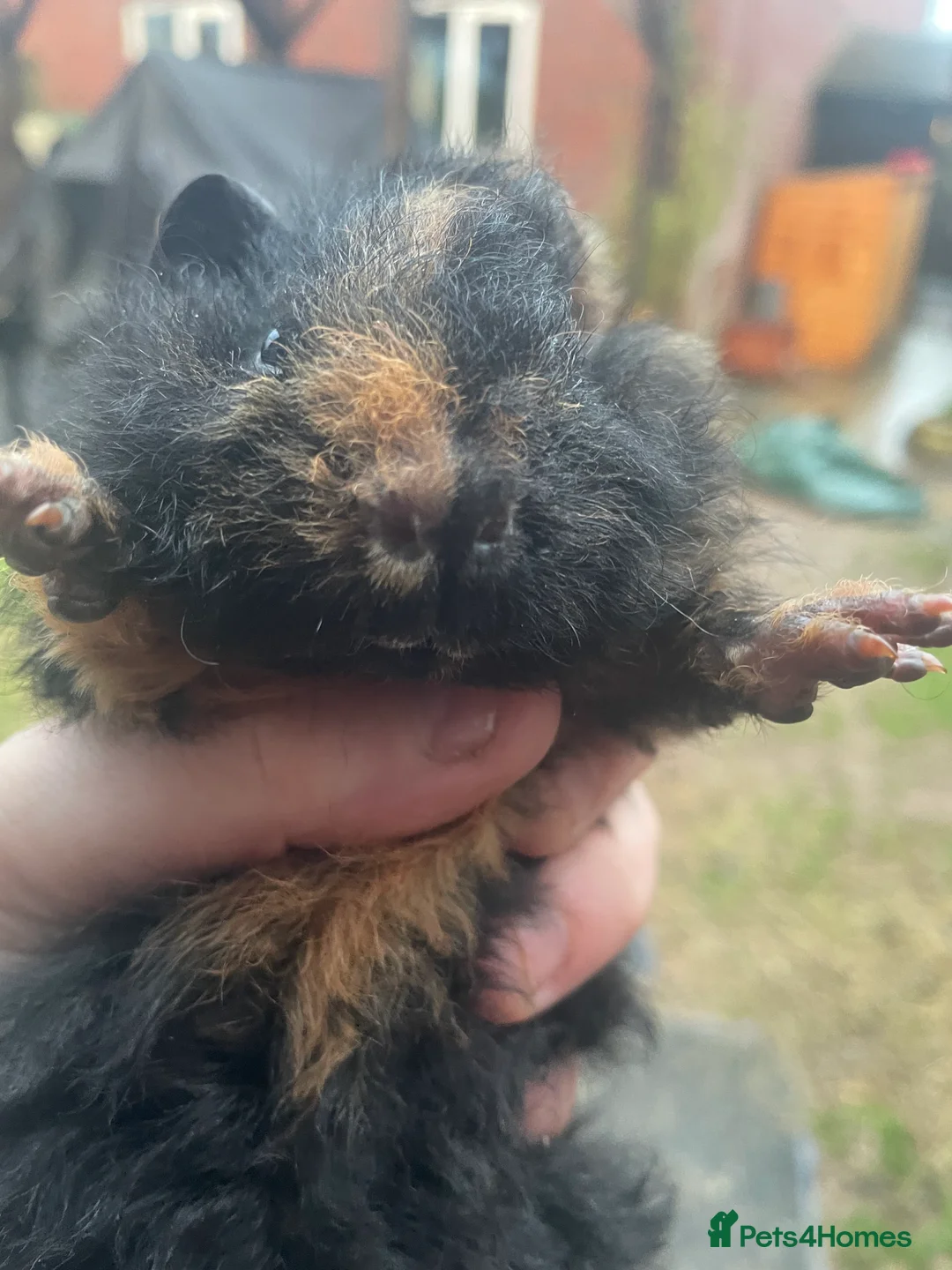 Guinea Pig rodents for sale: guinea pigs - Advert 2