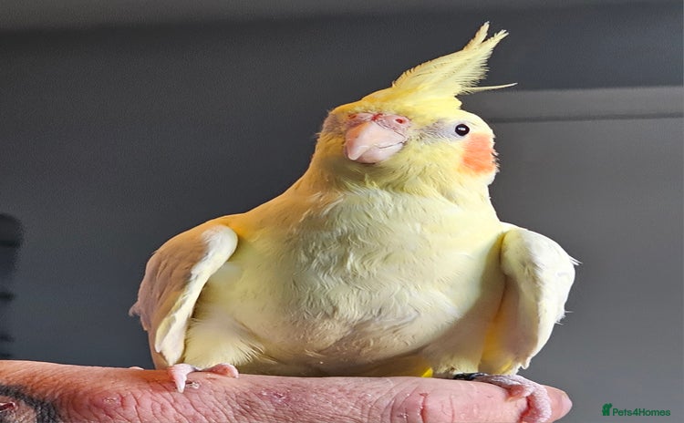 Cockatiels birds - Advert 6