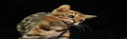 Bengal cats for sale: 🔥Beautiful Bengal girl available🔥 - Advert 15