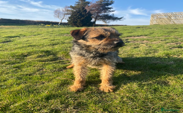 Border Terrier dogs - Advert 1