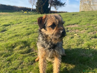 Border Terrier dogs - Advert 33