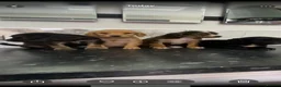 Cavapoo dogs for sale: Stunning Toy Cavapoo puppies (toy poodle) - Advert 9