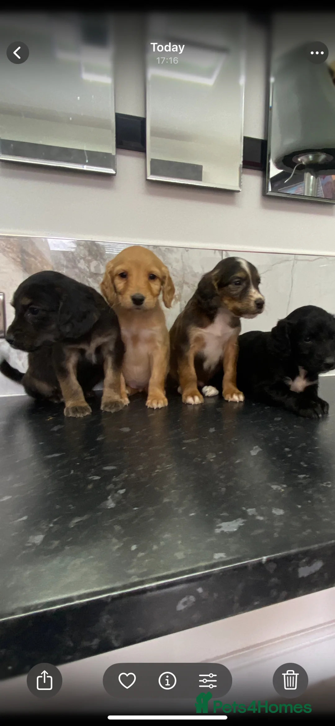 Cavapoo dogs for sale: Stunning Toy Cavapoo puppies (toy poodle) - Advert 9