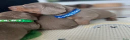 Miniature Dachshund dogs for sale: 🐾KC Miniature Dachshund Puppies 🐾 - Advert 12