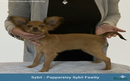 Russian Toy Terrier dogs for sale: Russian Toy puppies from show lines  - Image 6