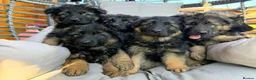 German Shepherd dogs for sale: Gorgeous long haired KC registered pups - Advert 8